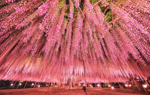 1386067 (a): :3000x1900
